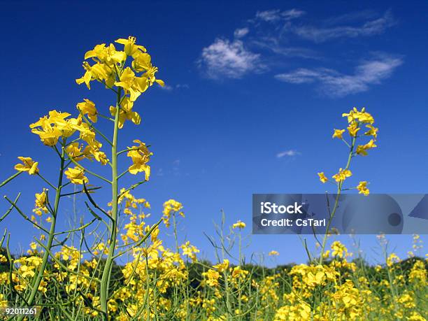 Żółte Kwiaty W Dolnym Widoku - zdjęcia stockowe i więcej obrazów Gorczyca - Gorczyca, Kwiat - Roślina, Bez ludzi