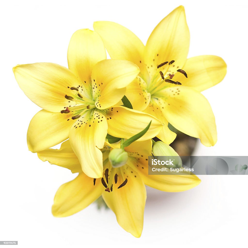 Gelbe Lilien - Lizenzfrei Blatt - Pflanzenbestandteile Stock-Foto