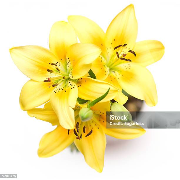 Gelbe Lilien Stockfoto und mehr Bilder von Blatt - Pflanzenbestandteile - Blatt - Pflanzenbestandteile, Blume, Blumenbouqet
