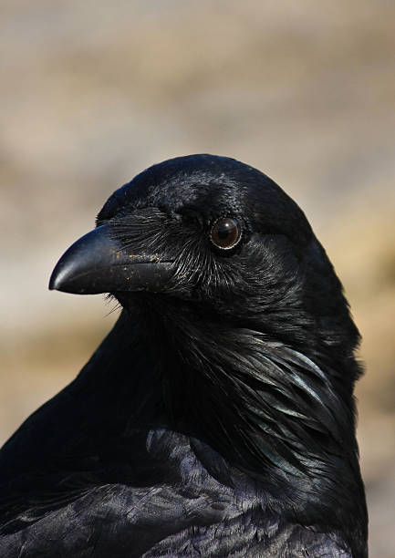 istock Portrait of wild Black Crow 92011791
