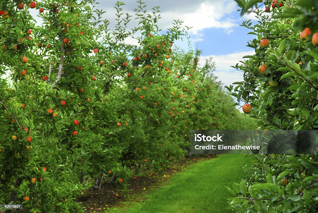 Apple orchard - Photo de Agriculture libre de droits