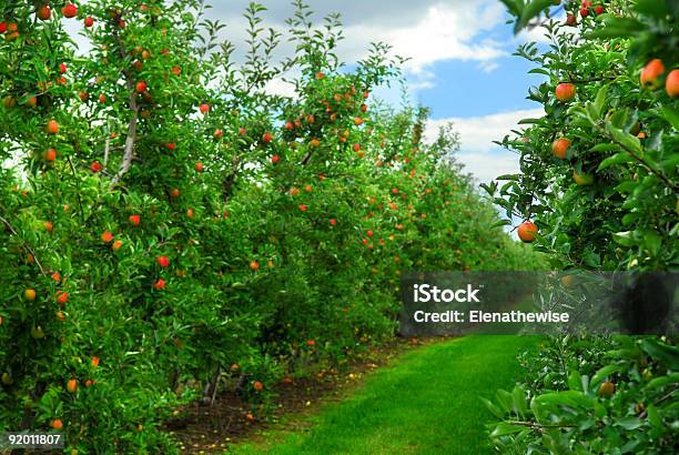 Photo libre de droit de Apple Orchard banque d'images et plus d'images libres de droit de Agriculture - Agriculture, Aliment, Août