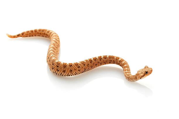 ヨコバイ - rattlesnake snake nature animals and pets ストックフォトと画像