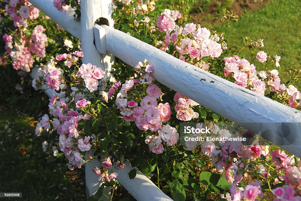 Rosa Rose parete - Foto stock royalty-free di Abbondanza