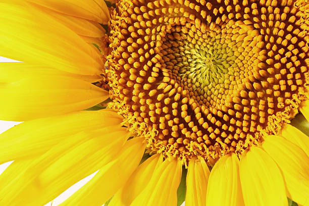 sunflowers serca - sunflower hearts zdjęcia i obrazy z banku zdjęć