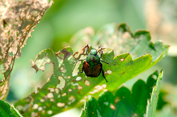 Japanese Beetle - damages a strawberry plant  destroyer photos stock pictures, royalty-free photos & images