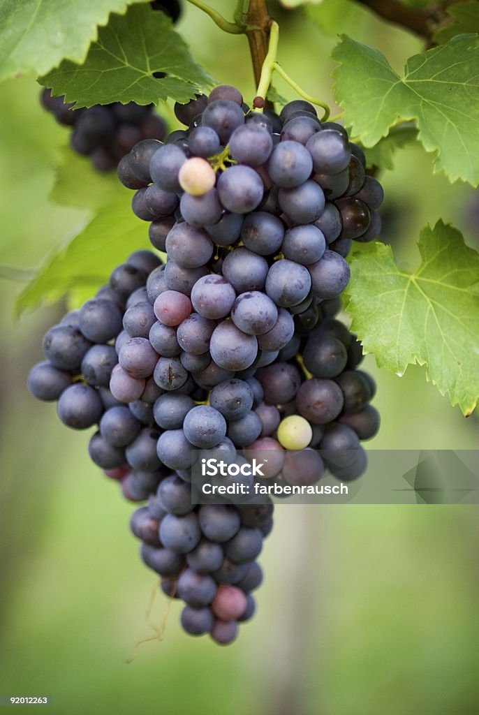 Vinho de Verão - Royalty-free Califórnia Foto de stock