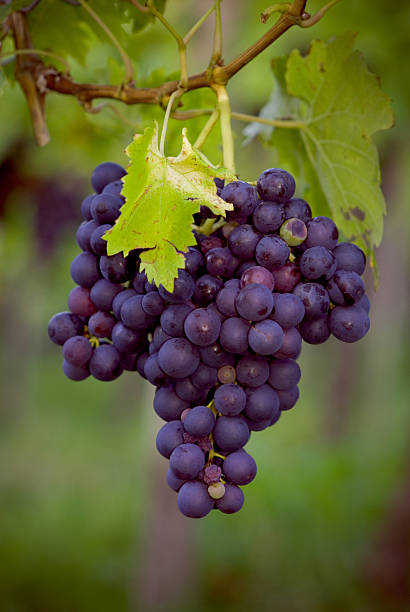 블루 포도 및 와인 - wine rack grape liquor store vineyard 뉴스 사진 이미지