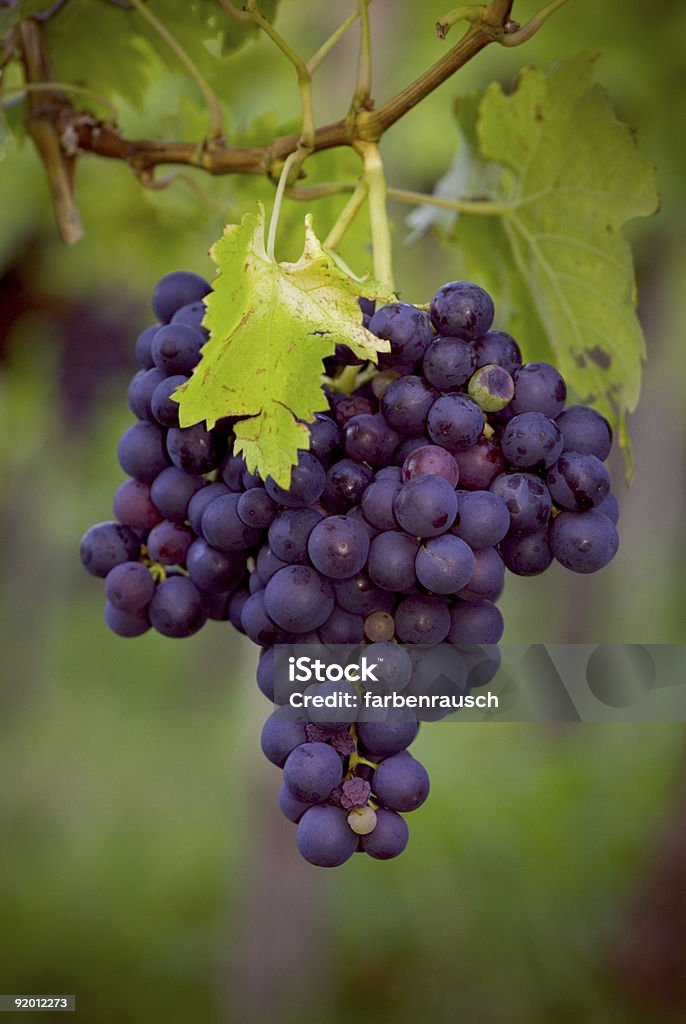 Azul uva vinho - Foto de stock de Porta-vinhos royalty-free