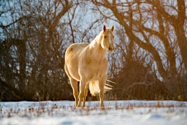 Horse, spring, snow, mountains