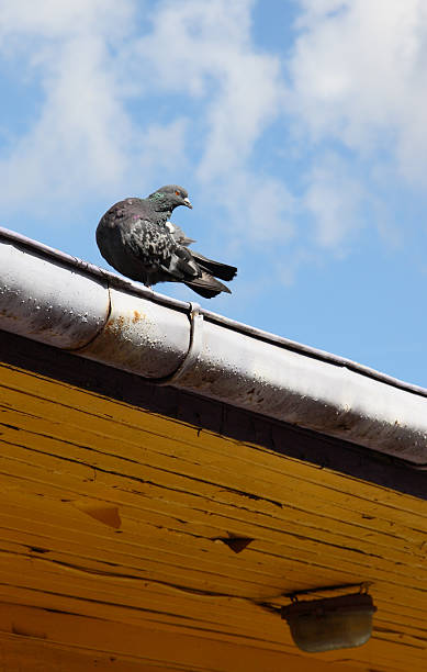 istock Pigeon on the Roof Gutter 92012448