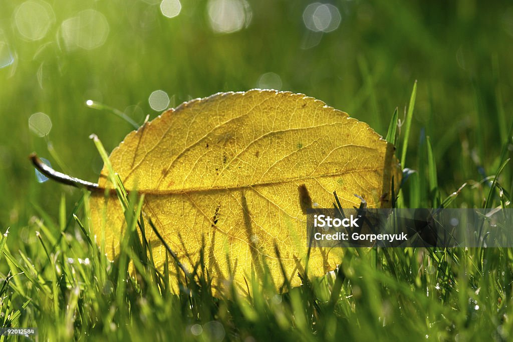 추절 잎 - 로열티 프리 0명 스톡 사진