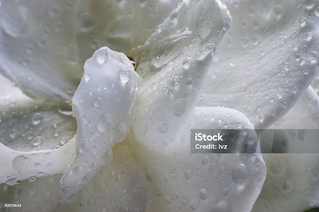 Wet Gardenia fiore - Foto stock royalty-free di Agricoltura