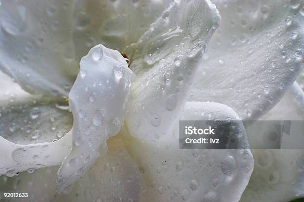 Mokre Gardenia Flower - zdjęcia stockowe i więcej obrazów Bez ludzi - Bez ludzi, Bliskie zbliżenie, Fotografika
