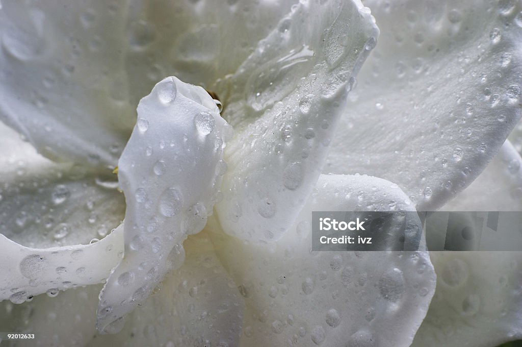 Molhado Gardénia Flor - Royalty-free Agricultura Foto de stock