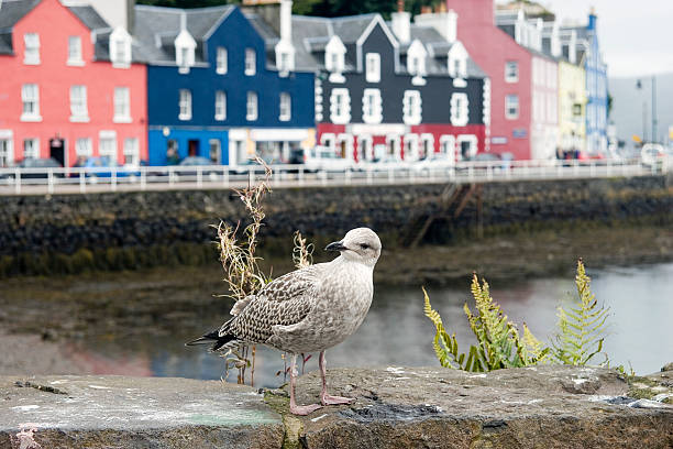 istock Seagull at Tobermory harbour, Isle of Mull, Scotland 92012775