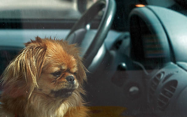 A cute little dog left alone in the car stock photo