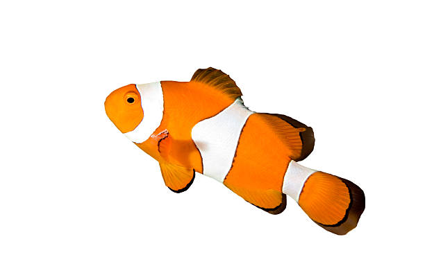 istock Clownfish isolated on a white background 92012868