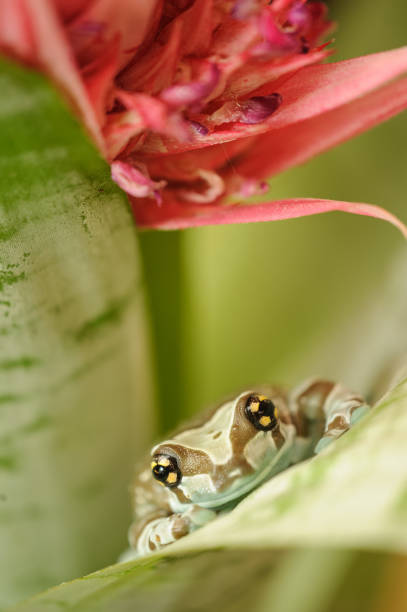 istock Mission golden-eyed tree frog on flower 920128694