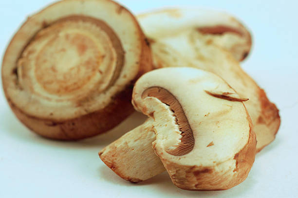 Mushrooms stock photo