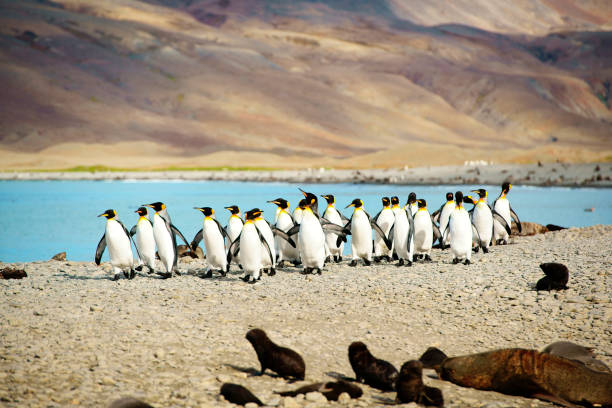 king penguins en la playa sur, georgia - islas malvinas fotografías e imágenes de stock