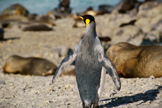 King Penguins at Beach South Georgia