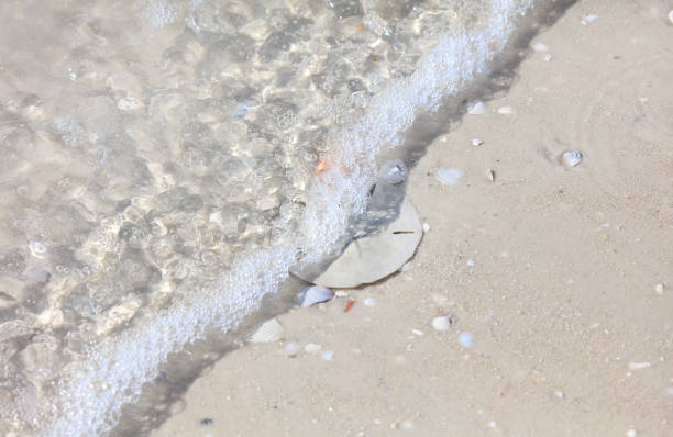 Sand dollar is being overrun by wave, Florida, USA