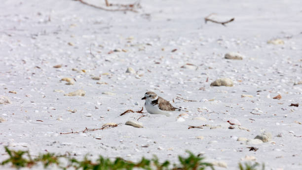 istock Snowy plover (Charadrius nivosus) dozing in the sun, Florida, USA 920133624