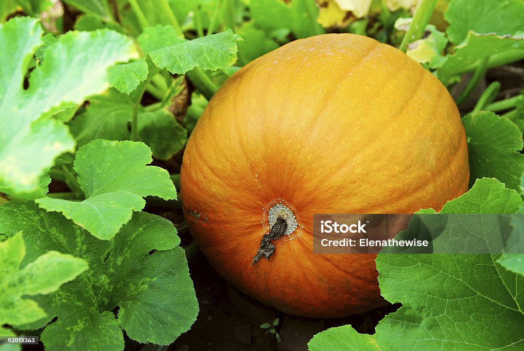 Pumpkin Big pumpkin growing on a pumpkin patch Growth Stock Photo