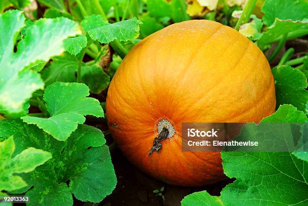 Pumpkin Stock Photo - Download Image Now - Growth, Pumpkin, Vine - Plant