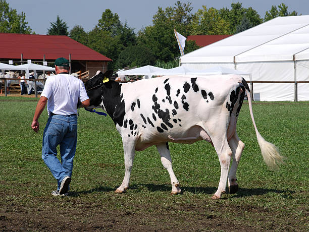 istock dairy cattle at an agricultural fair 92013466