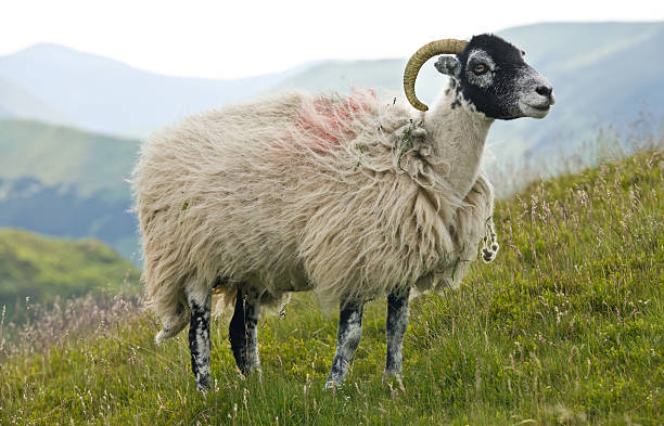 Swaledale sheep in the Lake District stock photo