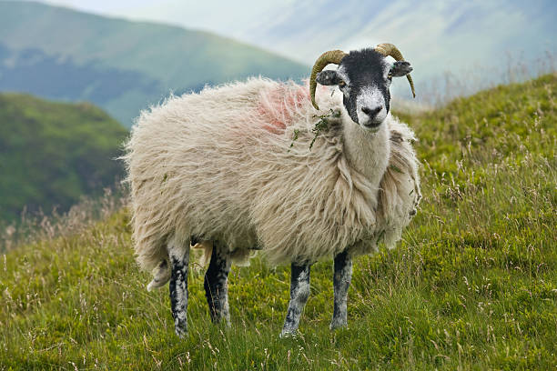 Swaledale sheep in the Lake District stock photo