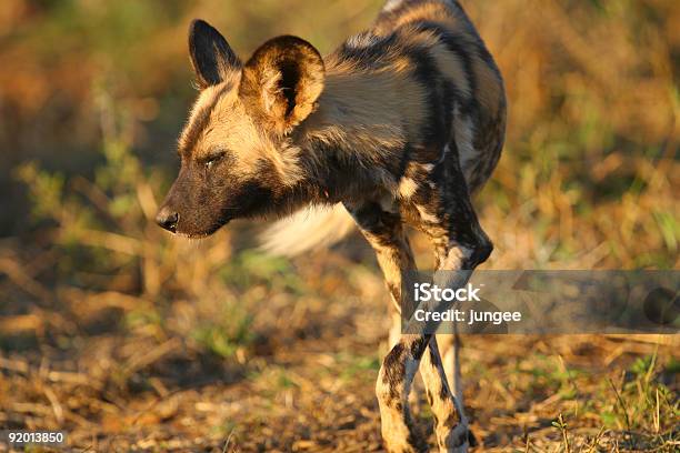 아프리카들개 개에 대한 스톡 사진 및 기타 이미지 - 개, 개과, 남부 아프리카