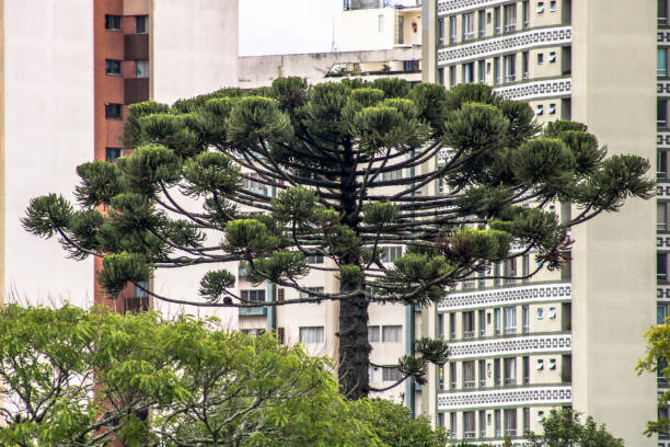 istock Araucaria tree and building 920140750