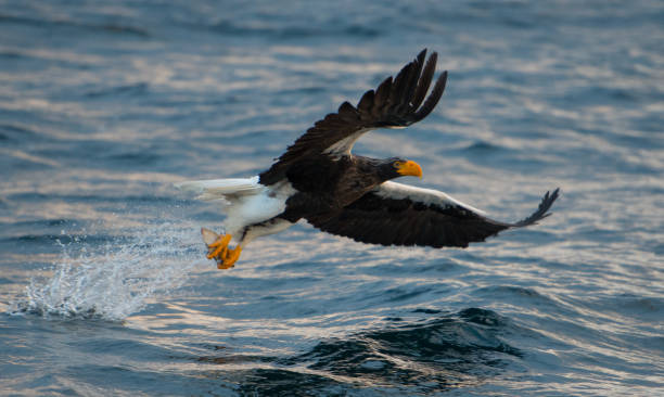 istock Steller's Sea Eagle Japan 920140754