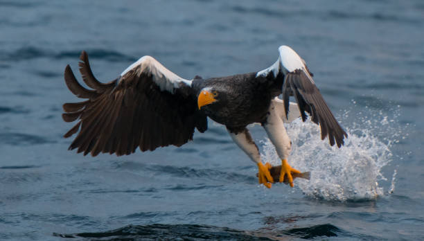 istock Steller's Sea Eagle Japan 920140760