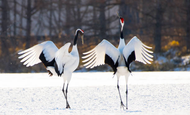 Japanese crane Japanese crane japanese crane stock pictures, royalty-free photos & images