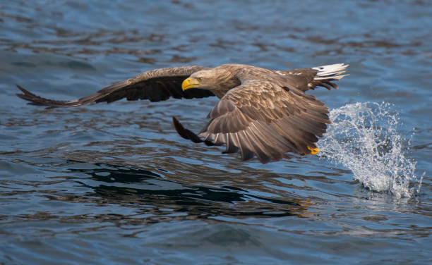 흰 꼬리 독수리 일본 - white tailed eagle sea eagle eagle sea 뉴스 사진 이미지