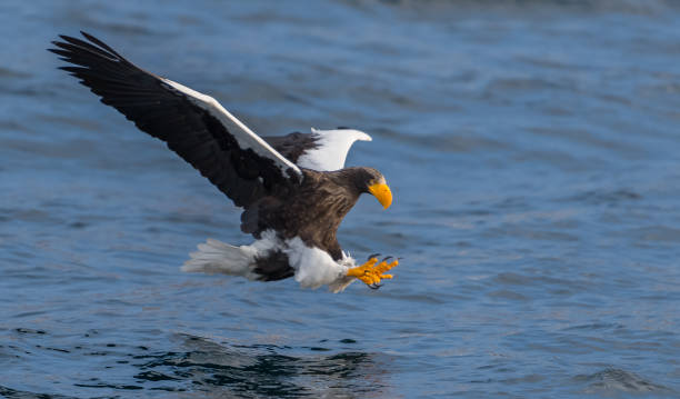 istock Steller's Sea Eagle Japan 920140772