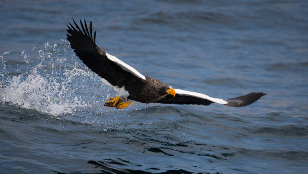 istock Steller's Sea Eagle Japan 920140774