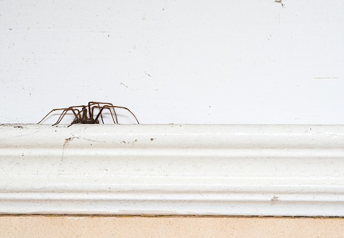 Close-up of a garden spider (araneus) hanging by a silk thread. The background is dark. The spider's hairs are clearly visible.