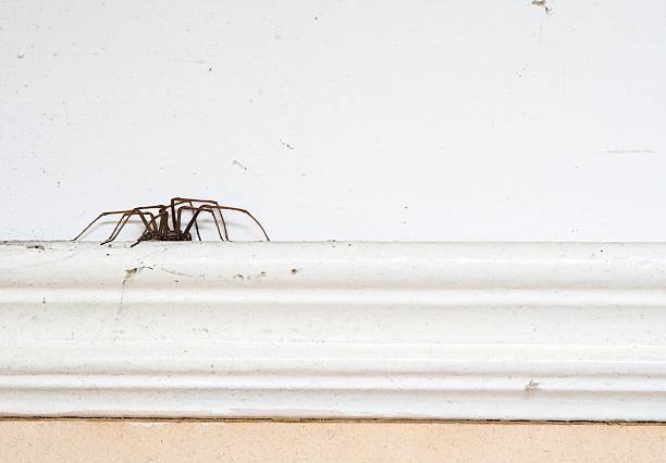 Spider On A Picture Rail  spider photos stock pictures, royalty-free photos & images
