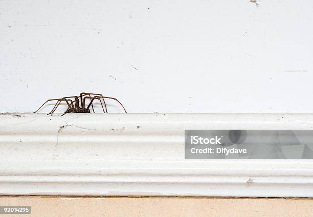 Spider On A Picture Rail Stock Photo - Download Image Now - Spider, House, Indoors