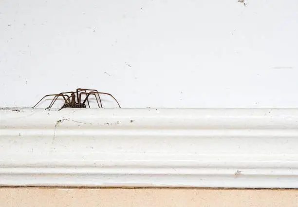 Photo of Spider On A Picture Rail