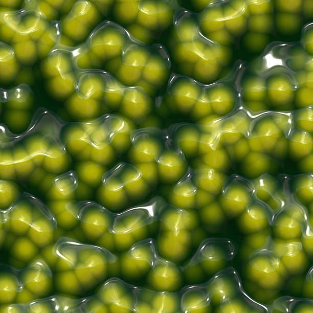 녹색 공장요 세포 - bacterium magnification high scale magnification green 뉴스 사진 이미지