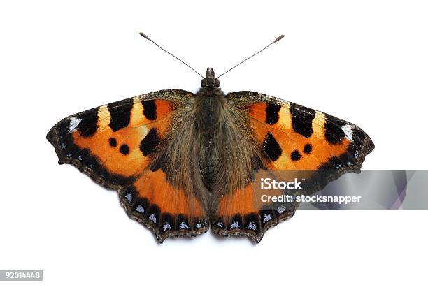Small Tortoiseshell Butterfly Stock Photo - Download Image Now - Animal, Butterfly - Insect, Color Image