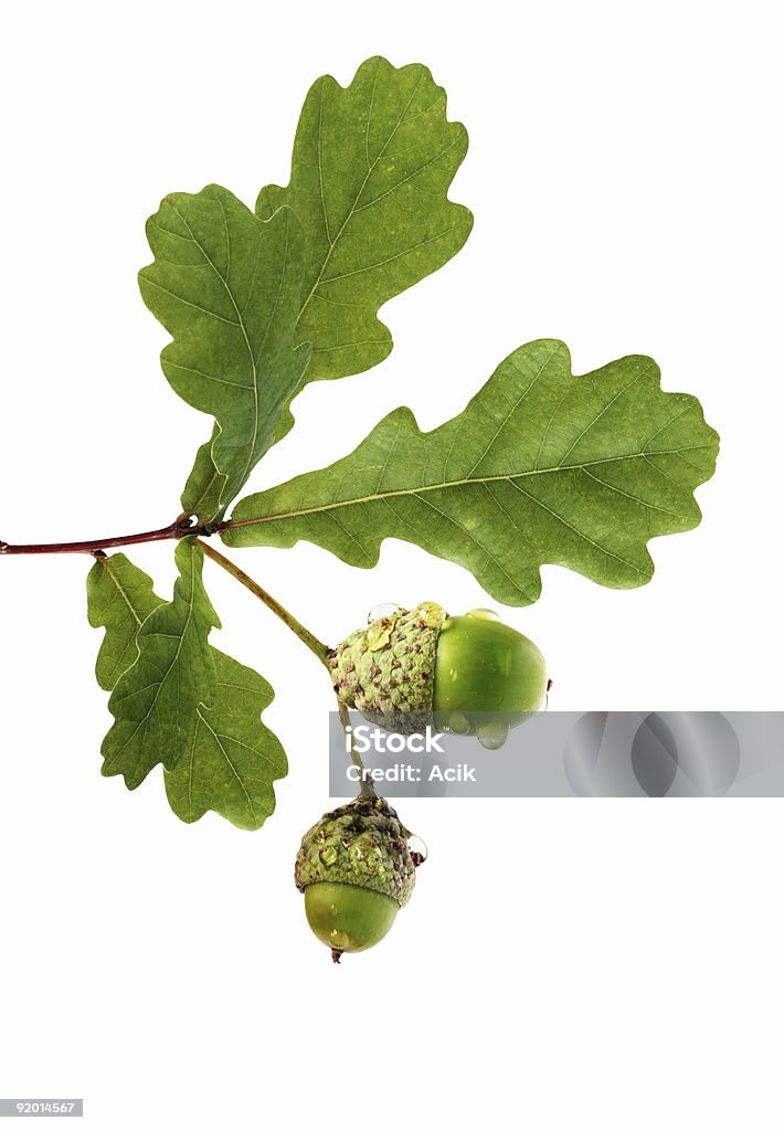 Oak branch with acorns  Acorn Stock Photo