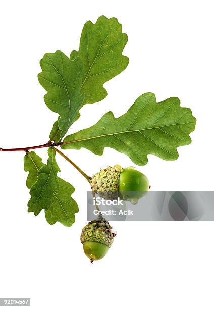 Oak Branch With Acorns Stock Photo - Download Image Now - Acorn, Autumn, Botany