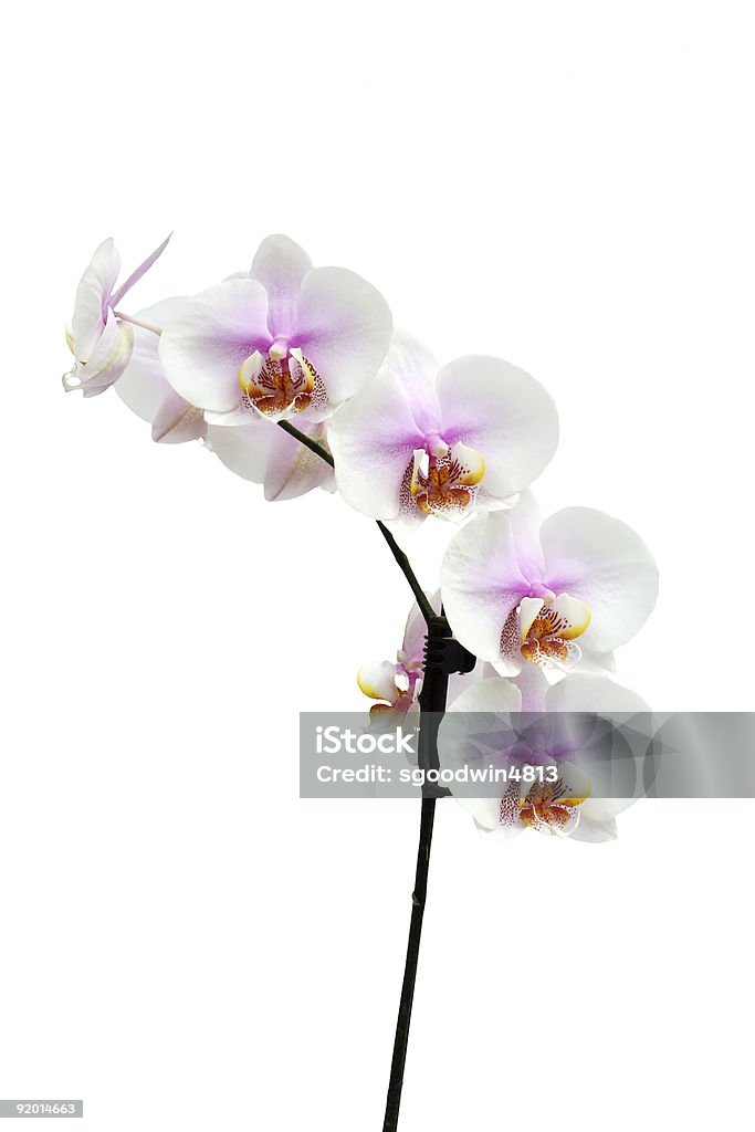 Flores de Orquídea Phalaenopsis verticales híbridos - Foto de stock de Belleza de la naturaleza libre de derechos